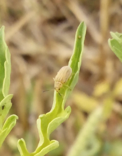 Ophraella communa - parlagfű-olajosbogár