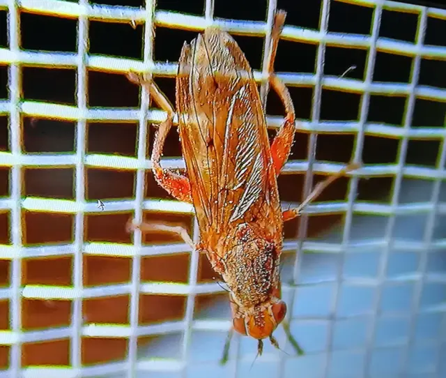 Sciomyzidae - szarvaslégyfélék