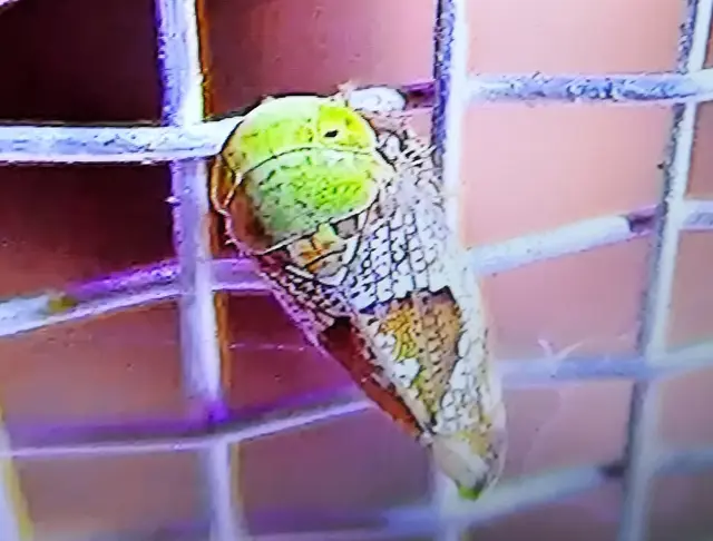 Hishimonus hamatus