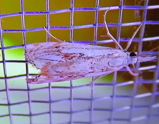Catoptria falsella - hálós fűgyökérmoly