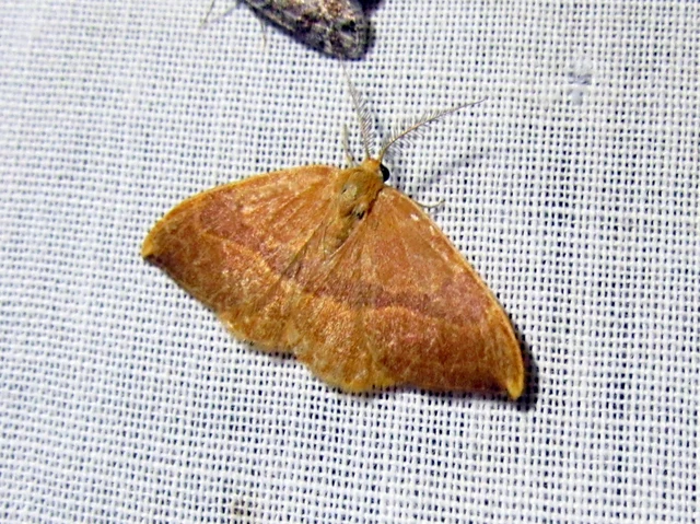 Watsonalla cultraria - bükkfa-sarlósszövő