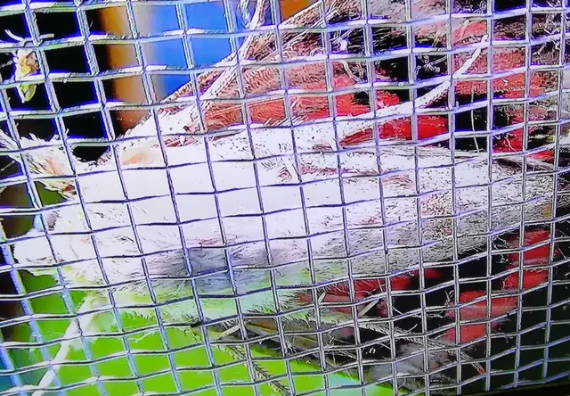 piros övesbagoly - Catocala nupta