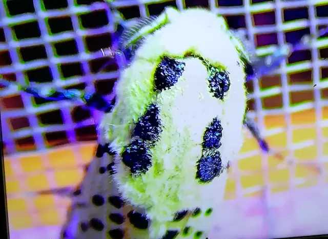 almafarontólepke - Zeuzera pyrina