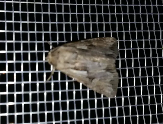 orbáncfű-sugarasbagoly - Chloantha hyperici