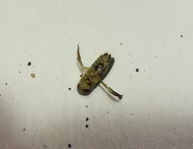 Corixidae - búvárpoloskák Corixidae - búvárpoloskák