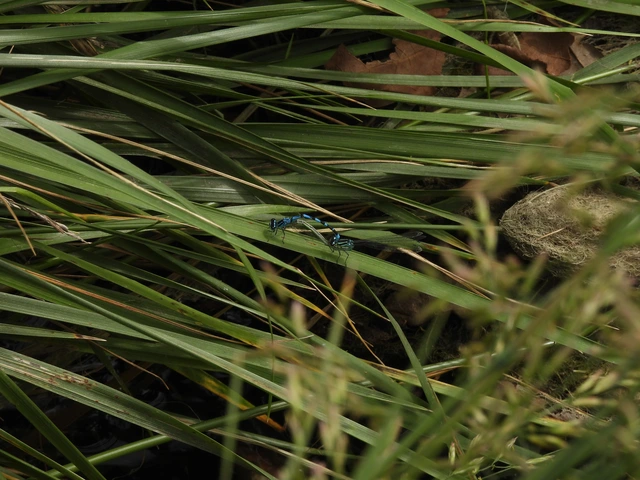 Coenagrion ornatum - díszes légivadász