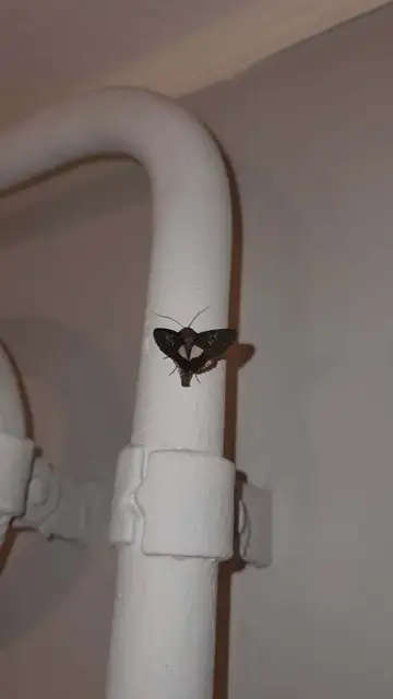Anophia leucomelas - déli folyófűbagoly