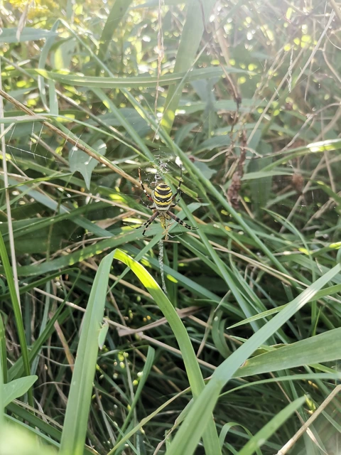 Argiope bruennichi - darázspók