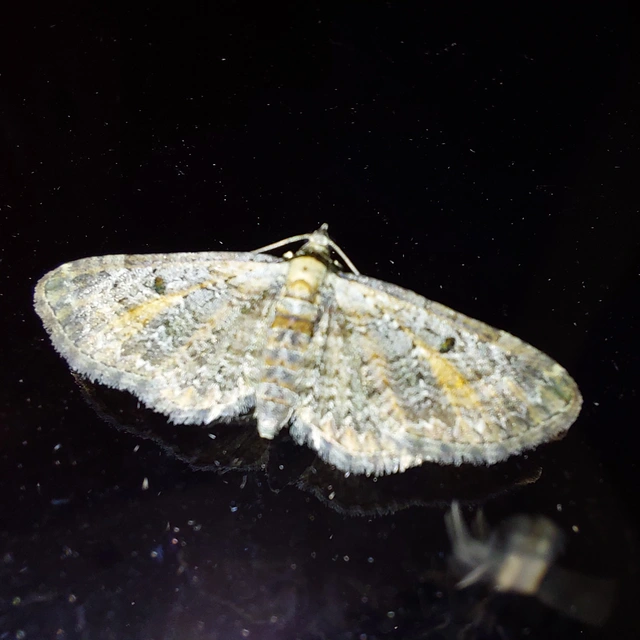 Eupithecia icterata - rozsdafoltos törpearaszoló
