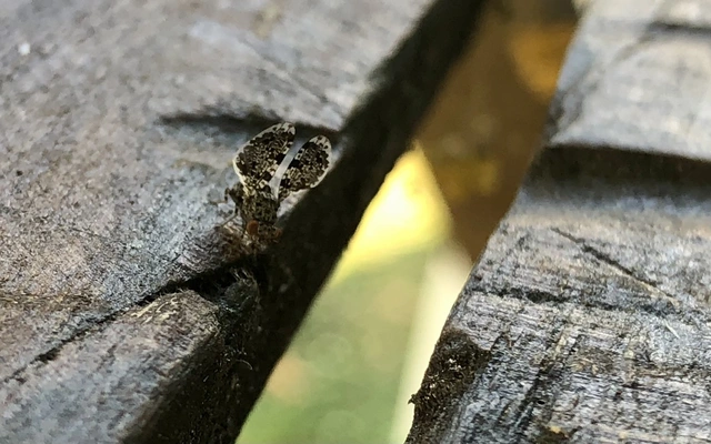 Callopistromyia annulipes - pávalégy