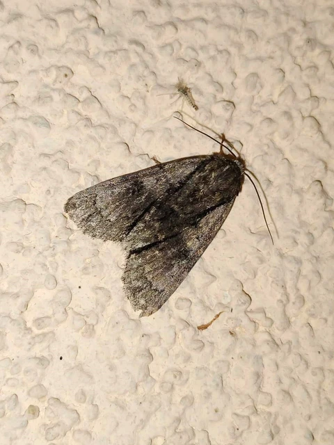 Acronicta alni - éger-szigonyosbagoly