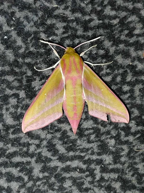 Deilephila elpenor - szőlőszender