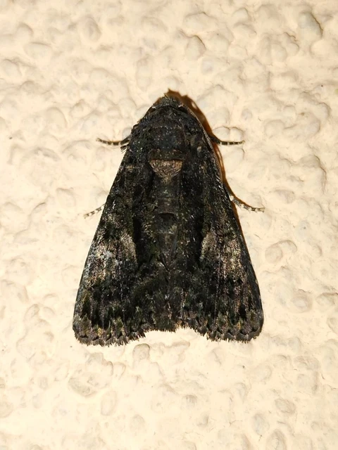Anophia leucomelas - déli folyófűbagoly