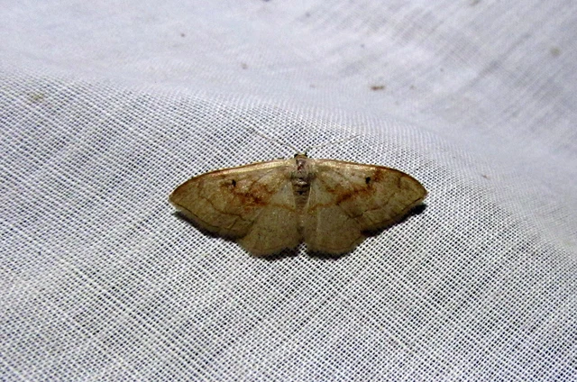 Idaea rubraria - vörössávos araszoló