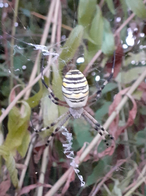 Argiope bruennichi - darázspók