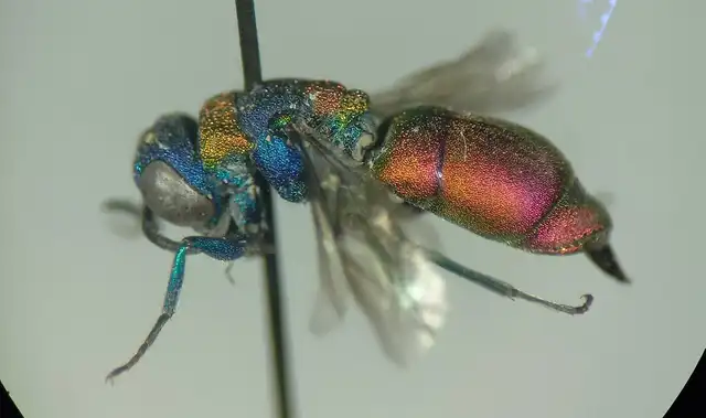 Pseudochrysis uniformis