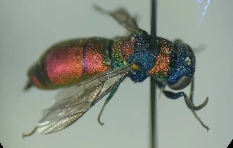 Pseudochrysis uniformis