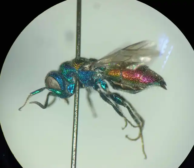 Chrysis grohmanni
