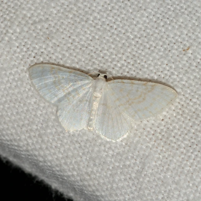 Asthena albulata - gyertyán-fehéraraszoló