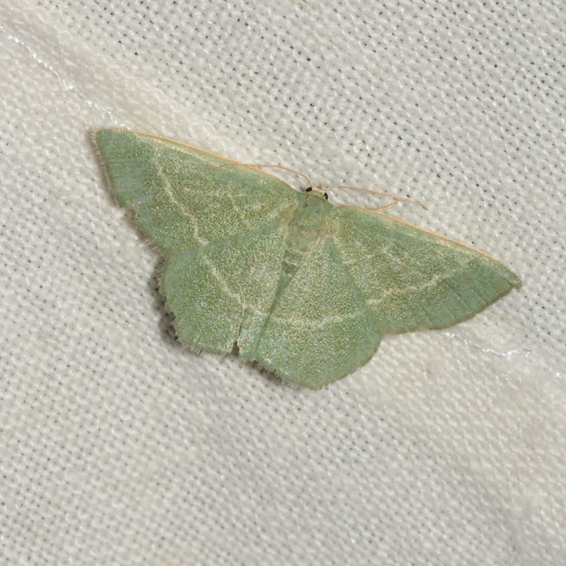 Chlorissa viridata - üdezöld araszoló