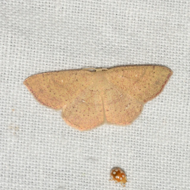 Cyclophora ruficiliaria - vörösrojtú pettyesaraszoló
