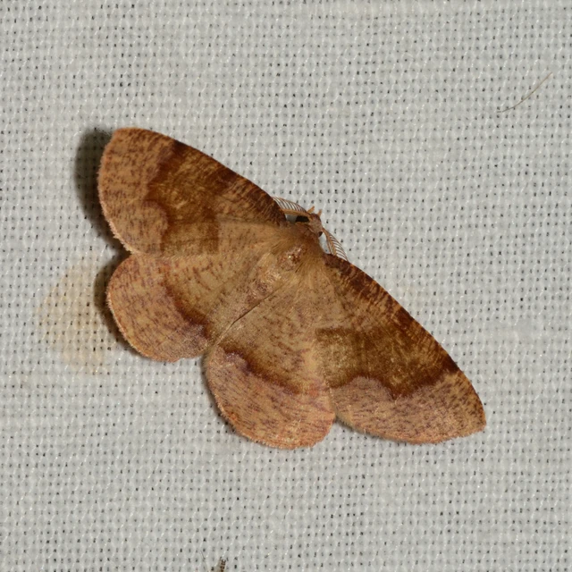 Plagodis pulveraria - szemcsés araszoló