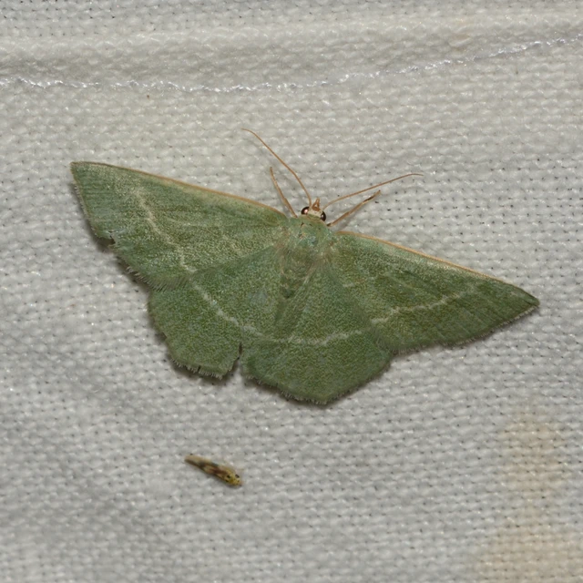 Chlorissa viridata - üdezöld araszoló