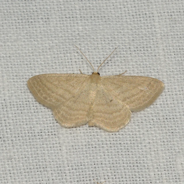 Scopula virgulata - vesszős sávosaraszoló