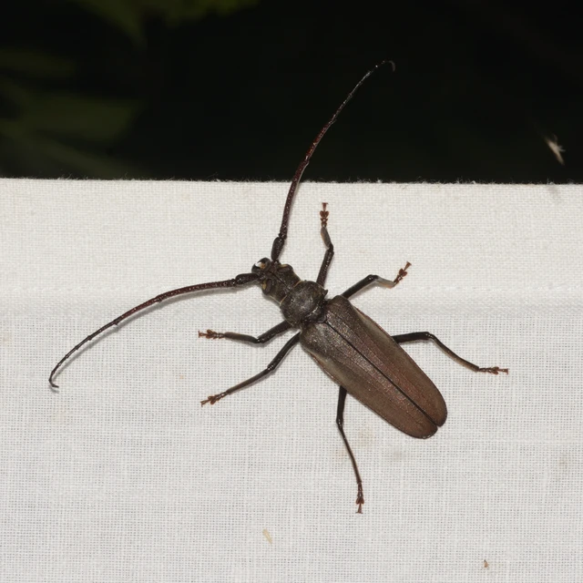 Aegosoma scabricorne - diófacincér
