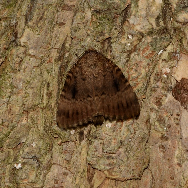 Amphipyra pyramidea - fahéjszínű bagoly