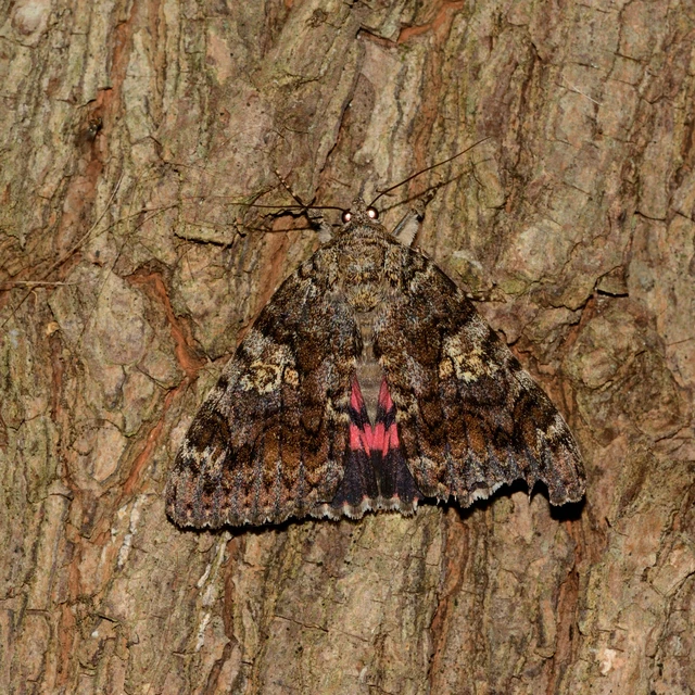 Catocala sponsa - tölgyfa-övesbagoly
