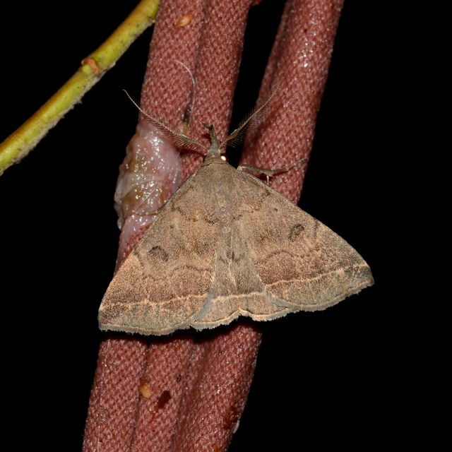 Pechipogo plumigeralis - tollascsápú karcsúbagoly