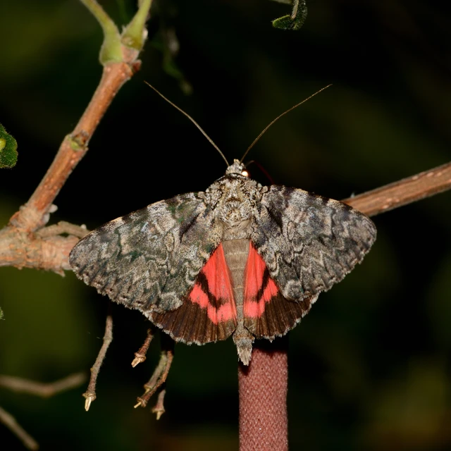 Catocala promissa - kis tölgyfa-övesbagoly