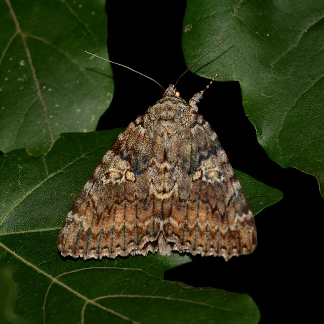 Catocala sponsa - tölgyfa-övesbagoly