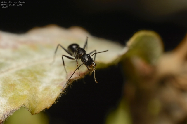 Camponotus aethiops - szőrös lóhangya