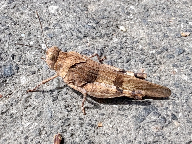 Oedipoda caerulescens - kékszárnyú sáska