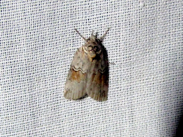 Nycteola asiatica - nyárfa-trapézbagoly