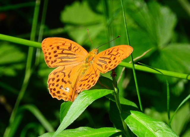 Argynnis paphia - nagy gyöngyházlepke