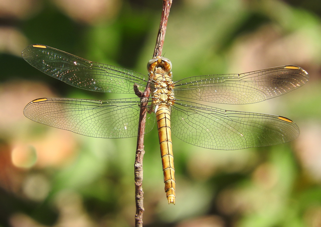 Orthetrum brunneum - pataki pásztorszitakötő