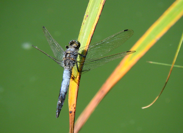 Orthetrum cancellatum - feketefarkú pásztorszitakötő
