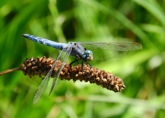 Orthetrum coerulescens - karcsú pásztorszitakötő