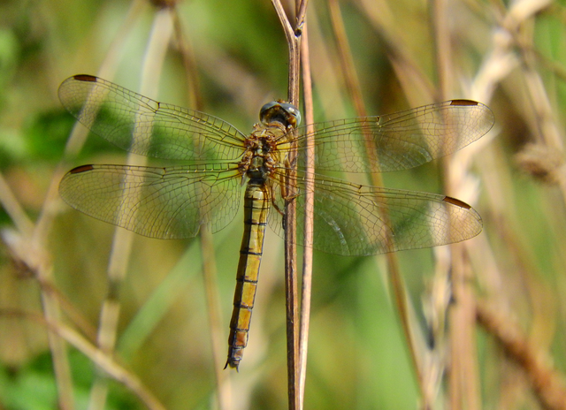 Orthetrum coerulescens - karcsú pásztorszitakötő