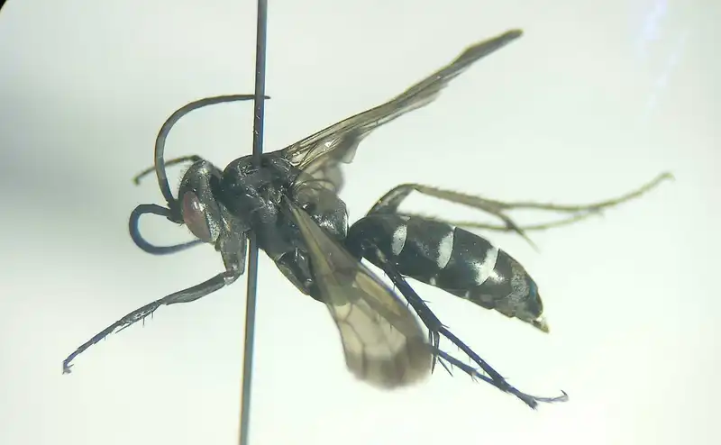 Dicyrtomellus tingitanus