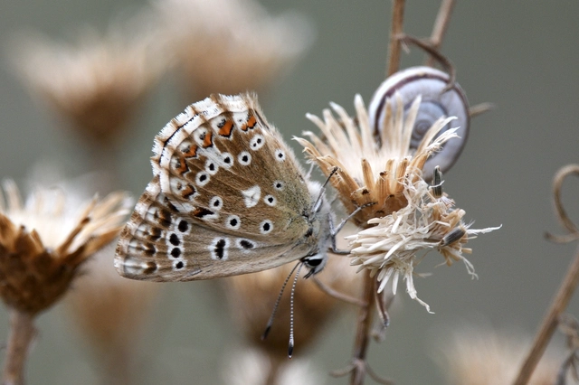 Polyommatus coridon - ezüstkék boglárka