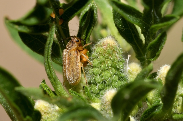 Ophraella communa - parlagfű-olajosbogár