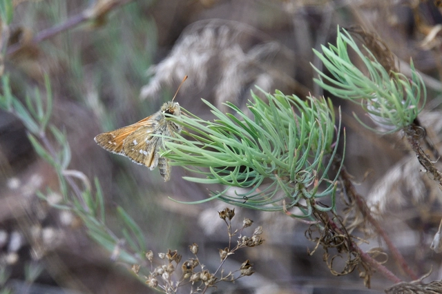 Hesperia comma - vesszős busalepke