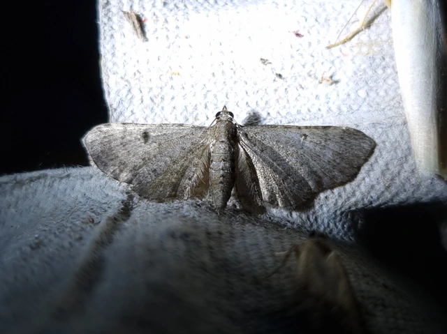 Eupithecia selinata - lápi törpearaszoló