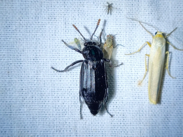 Necrodes littoralis - nagy dögbogár
