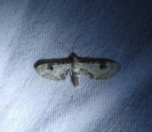 Eupithecia centaureata - búzavirág-törpearaszoló