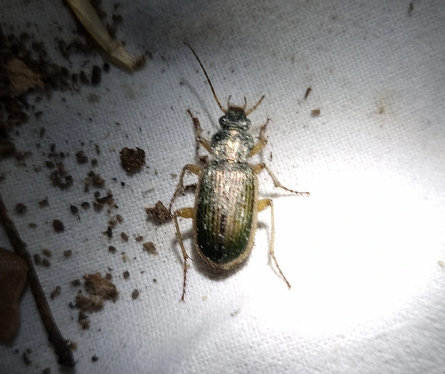 Chlaenius spoliatus - csupasz bűzfutó